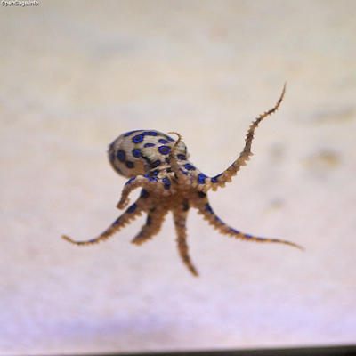 ヒョウモンダコとは 猛毒をもつ蛸の見た目がグロすぎる 殺人タコが長崎県西海市で発見 噛まれたら要注意 Tonboeye